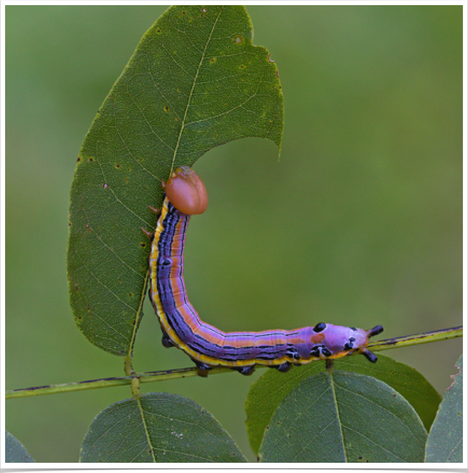 Dasylophia anguina
Black-spotted Prominent
Marengo County, Alabama